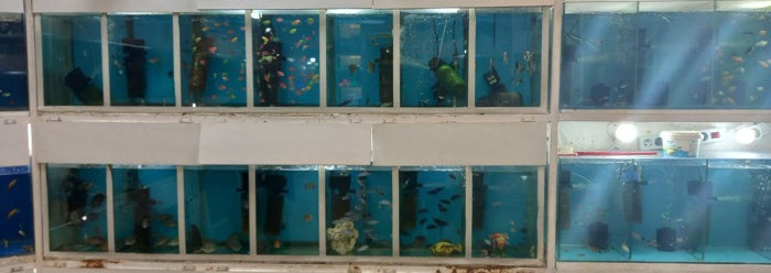 آکواریوم امپراطور