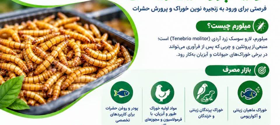 زیس دانه